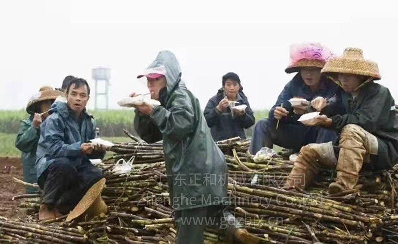 甘蔗全機械化生產和收獲