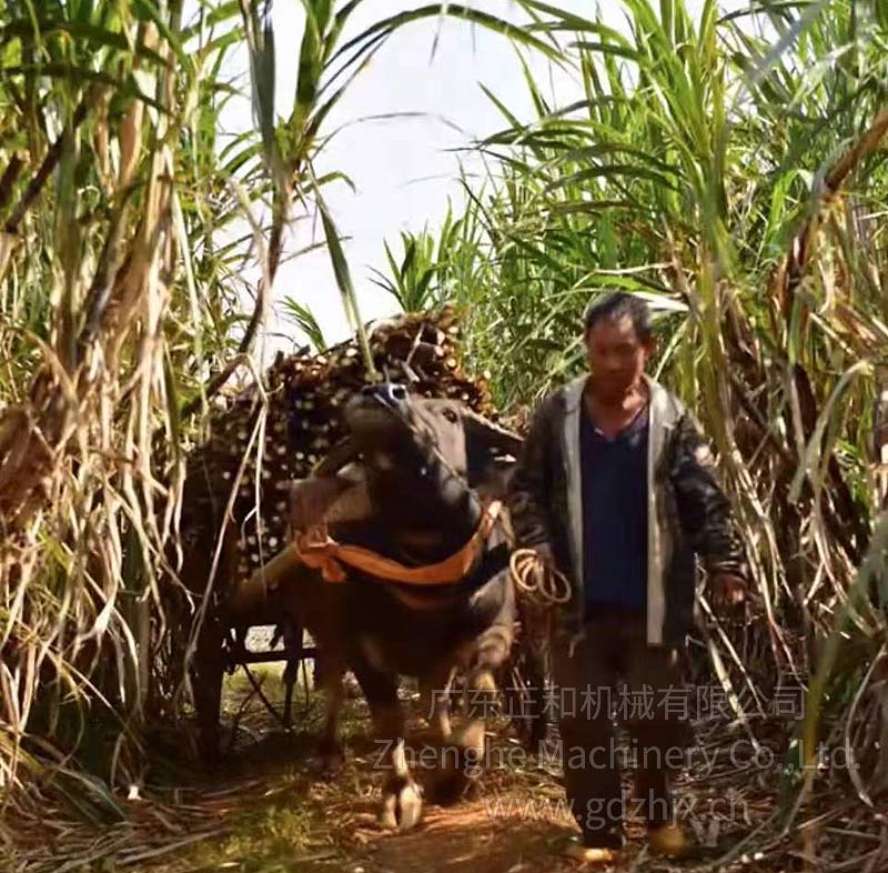 甘蔗全機械化生產和收獲