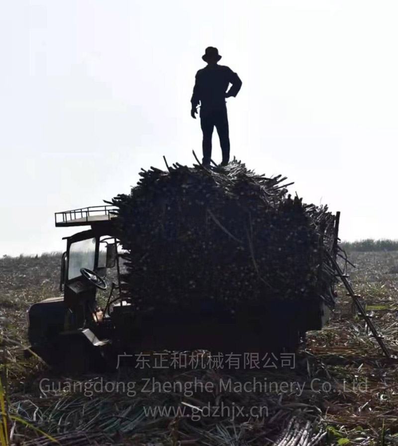 甘蔗全機械化生產和收獲