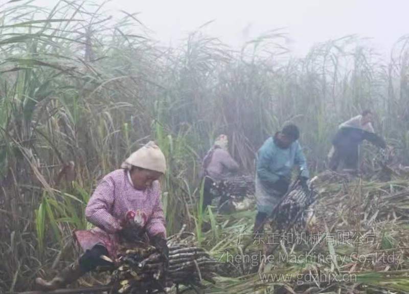 甘蔗機(jī)械化生產(chǎn)收獲 降低種植成本提高效益